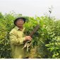 Chè xanh Sánh Lược đặc sản của địa phương: Làng Yên Lược xã Thuận Minh, huyện Thọ Xuân, tỉnh Thanh Hóa
