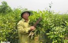 Chè xanh Sánh Lược đặc sản của địa phương: Làng Yên Lược xã Thuận Minh, huyện Thọ Xuân, tỉnh Thanh Hóa