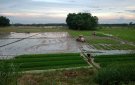   Thông báo về việc hướng dẫn hướng dẫn các biện pháp chăm sóc lúa sau cấy vụ mùa năm 2024