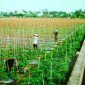 Xuân Trường, Thọ Xuân vượt khó để xây dựng nông thôn mới